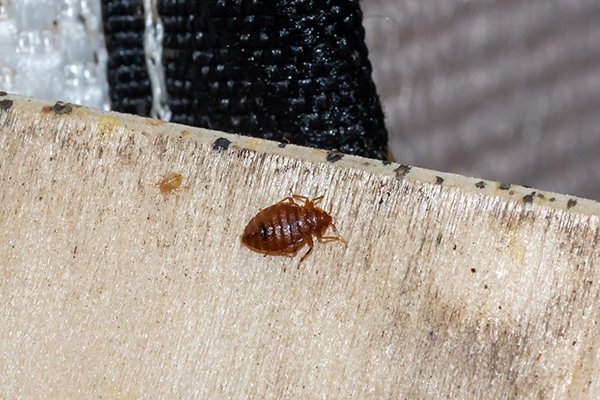 a bed bug crawling on a surface inside of a home in souderton pennsylavania