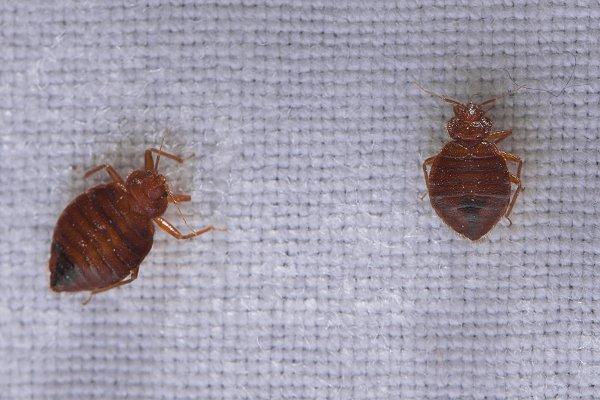 a cluster of bed bugs crawling on a bed