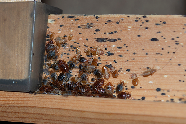 bed bugs on wooden frame
