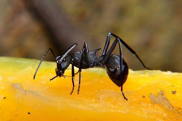 carpenter ant on fruit