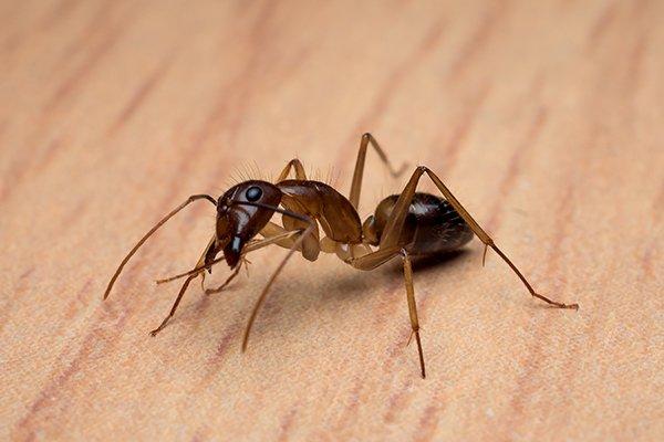carpenter ant on table