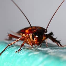 cockroach crawling on a new castle home countertop