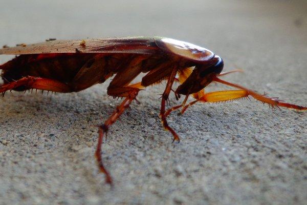 cockroach on garage floor