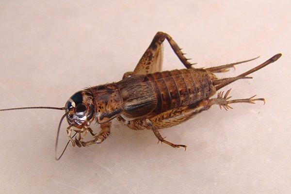 cricket on kitchen surface