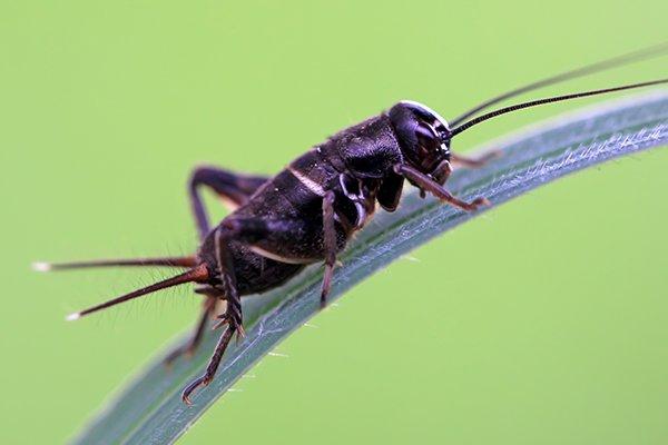 cricket on grass