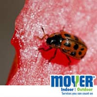 Left Out Foods Are A Common Reason Of Pest Infestations a ladybug on a piece of watermelon