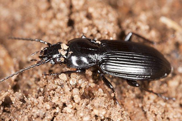 are ground beetles dangerous