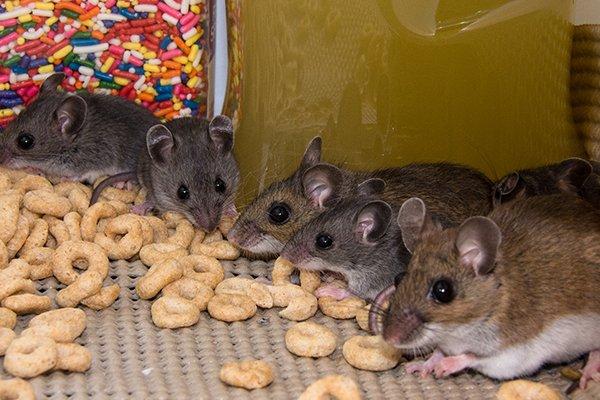 house mice infesting a pantry