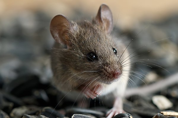 a house mouse eating seeds inside of a souderton pennsylvania home in the winter