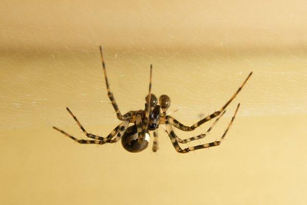 house spider hanging from the ceiling