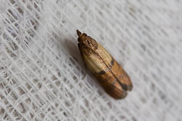 56 Best Of Are Pantry Moth Larvae Harmful If Eaten - insectza