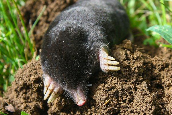 mole burrowing in ground