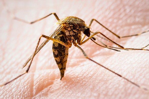 a mosquito landing in the palm of a hand