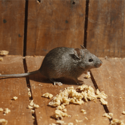 Learn How To Keep Mice Out Of Your Home With These Tips mouse in pennsylvania home