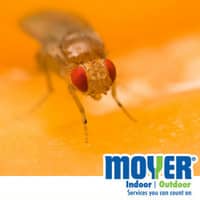 pest control pa to get rid of fruit flies