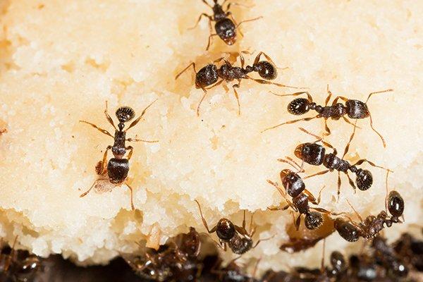 up close image of pavement ants crawling on food