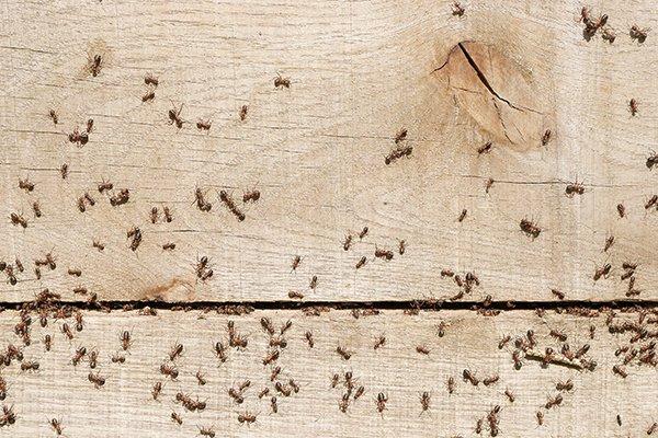 ants swarming on wood
