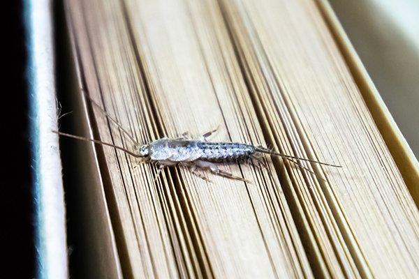 silverfish on a book