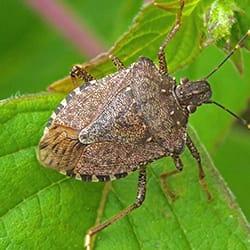 Keep Stink Bugs Away This Fall a stink bug on a vibrant green leaf of a house plant inside a souderton pennsylvania home