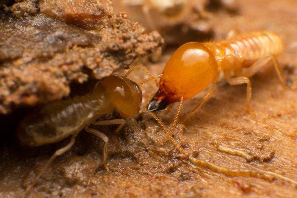 Why Silverfish May Be The Least Of Your Problems ...