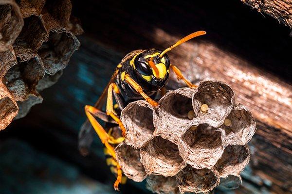 a wasp on a nest