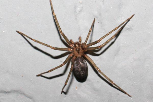 brown recluse crawling on wall