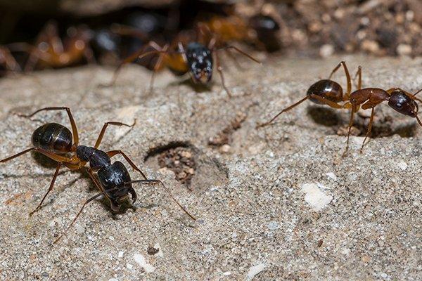 carpenter ants on the ground