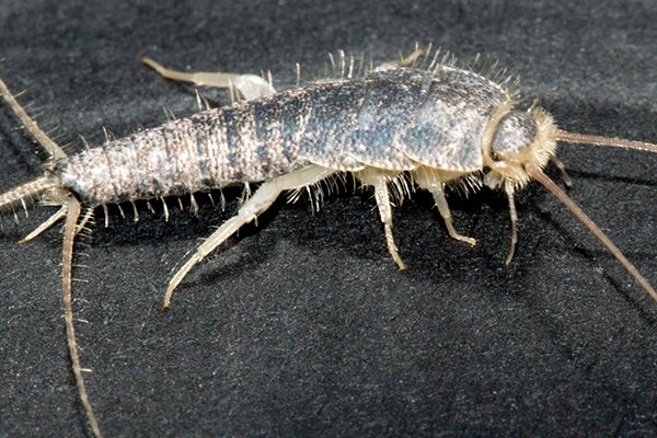 a silverfish crawling on a surface inside of a home in pennsylvania