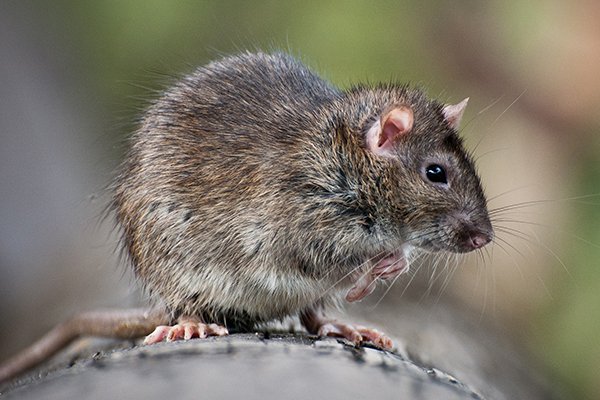 18++ Get common backyard rodents pictures ideas in 2021 