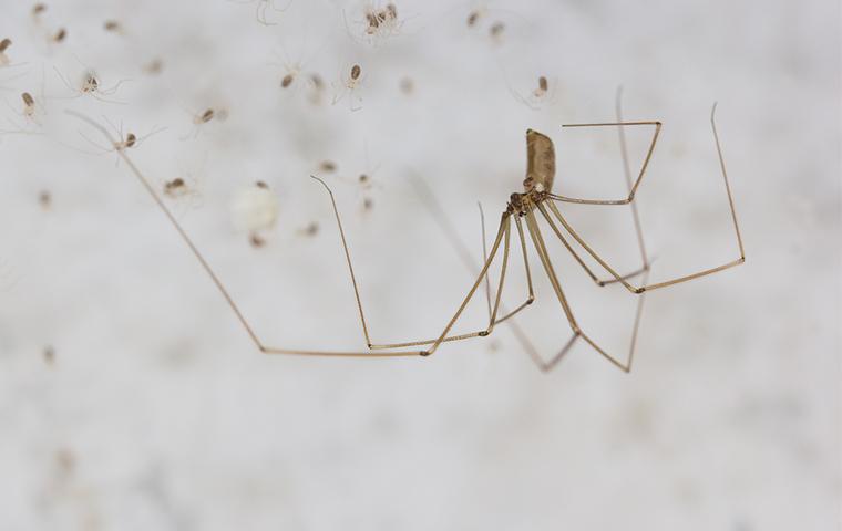 a big daddy long legs with babies