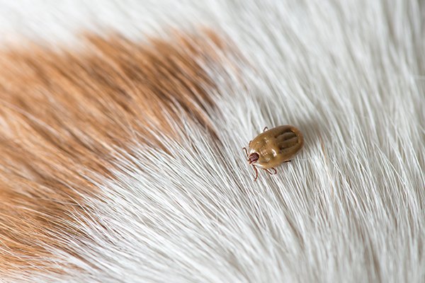 a tick crawling on a dog inside of a home in pennsylvania