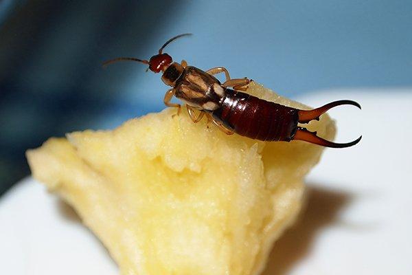 an earwig crawling on  piece of fruit inside of a home in new castle delaware
