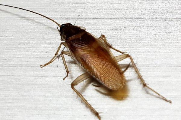 german cockroach on white table