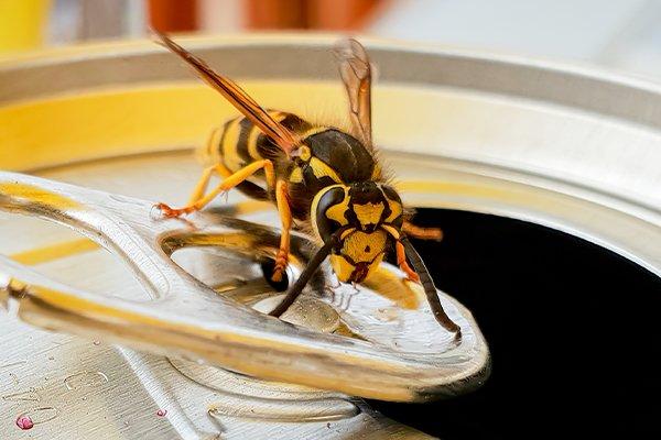 a wasp on a soda can inside a home