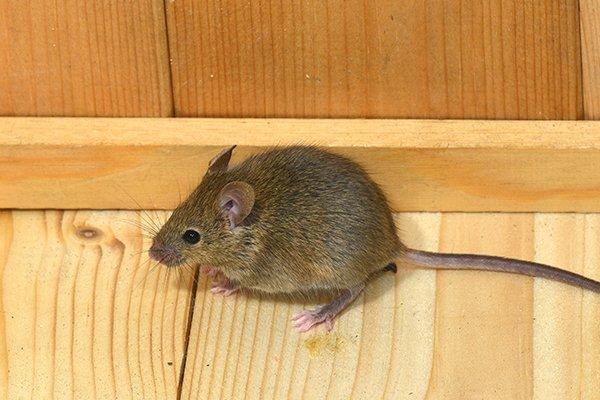 house mouse on wooden floor