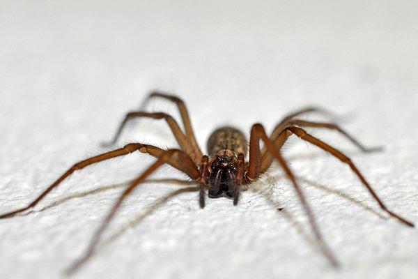 house spider on paper towel