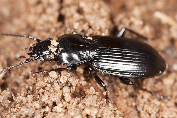 tiny beetle bugs in basement