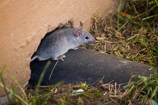 a rat emerging from the exterior of a home in pennsylvania