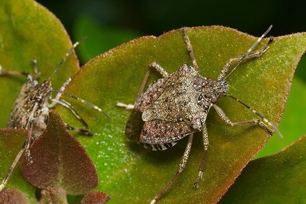 How Stink Bug Control Works | Stink Bugs In Pennsylvania