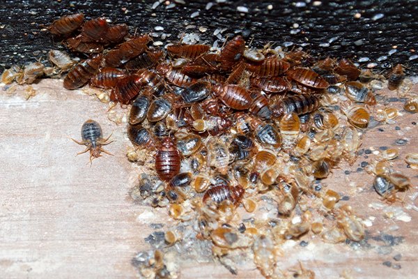 a large bed bug infestation inside of a home in pennsylvania