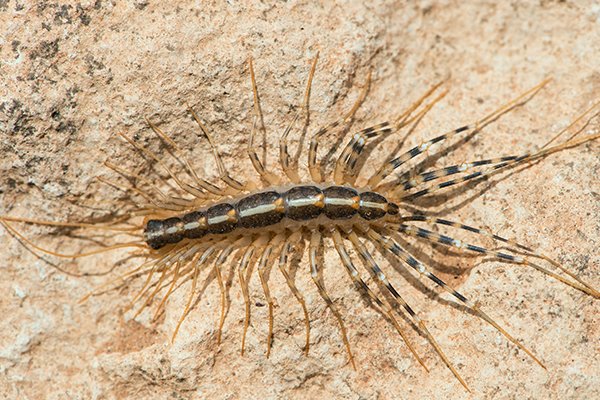 a house centipede crawling on bathroom tile flooring