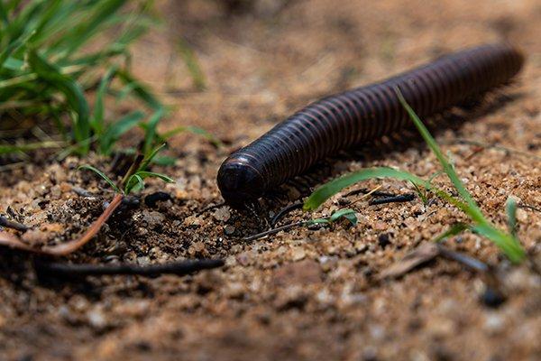 a millipede crawling in the dirt outside of a home in souderton pennsylvania