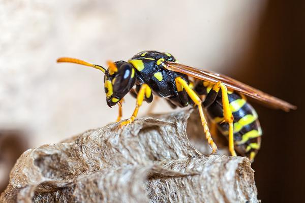 a wasp perched on a branch outside of a home in west chester pennsylvania