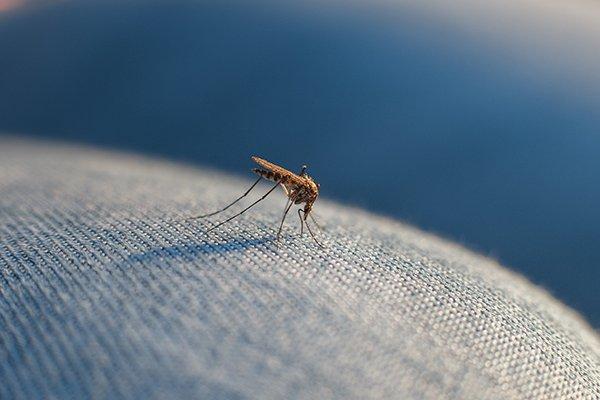 mosquito on a leg