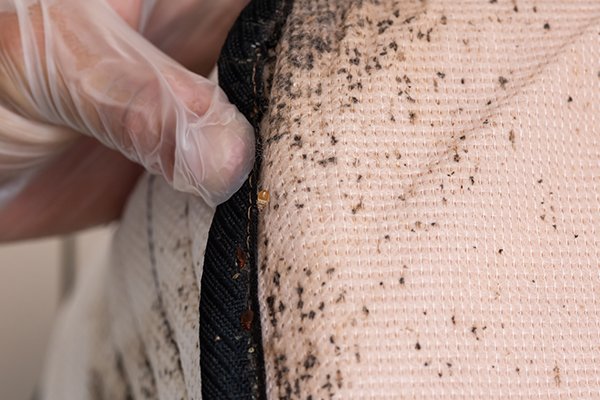 a pest control service technician inspecting a mattress for signs of a bed bug infestation inside of a pennsylvania home
