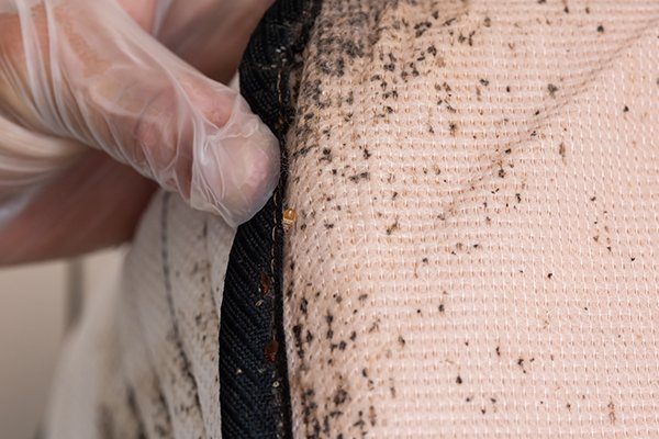 Most Common Signs Bed Bugs Leave Behind Bed Bug Identification Tips