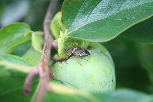 stink bug in a tree on a fruit
