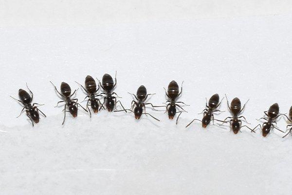 odorous house ants in a row