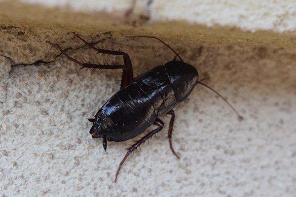 oriental cockroach on ground
