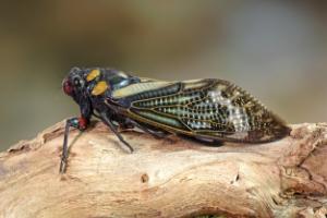 large cicada found in pennsylvania
